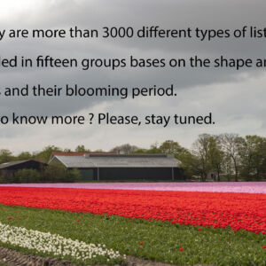 Tulip-field-from-tulipmania