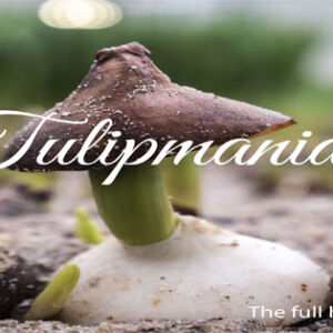 Tulipmania-Cover-page
