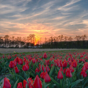 Tulips-field