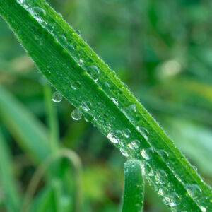 drops-of-water-on-the-grass